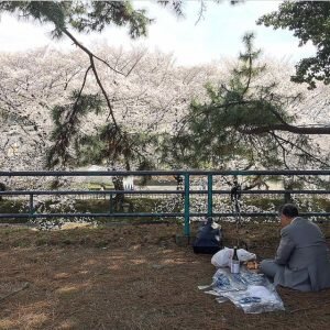 japanese-cherry-blossoms-lessons-about-acceptance-and-change